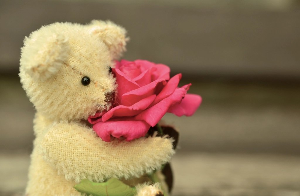Teddy Bear with Rose